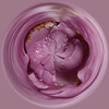 Candace > rose with water drops circle