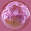 Candace > Chitalpa Bloom Encircled