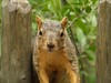 Candace > Friendly Squirrel