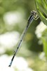 Candace > Damselfly damselfly...come play with me
