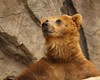 Candace > Playful Grizzly