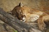 Candace > Mountain Lion, Cougar, Puma...beauty.