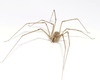 Candace > Daddy Long Legs