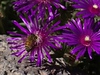 Candace > Bee On Magenta