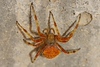 Candace > Halloween Arachnid