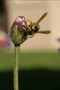 Candace > Paper Wasp on Bachelor Button