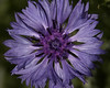 Olympus E-300, 50-200 & EX-25 Images : 