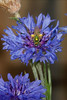 Olympus E-330 50-200mm & EX-25 : 